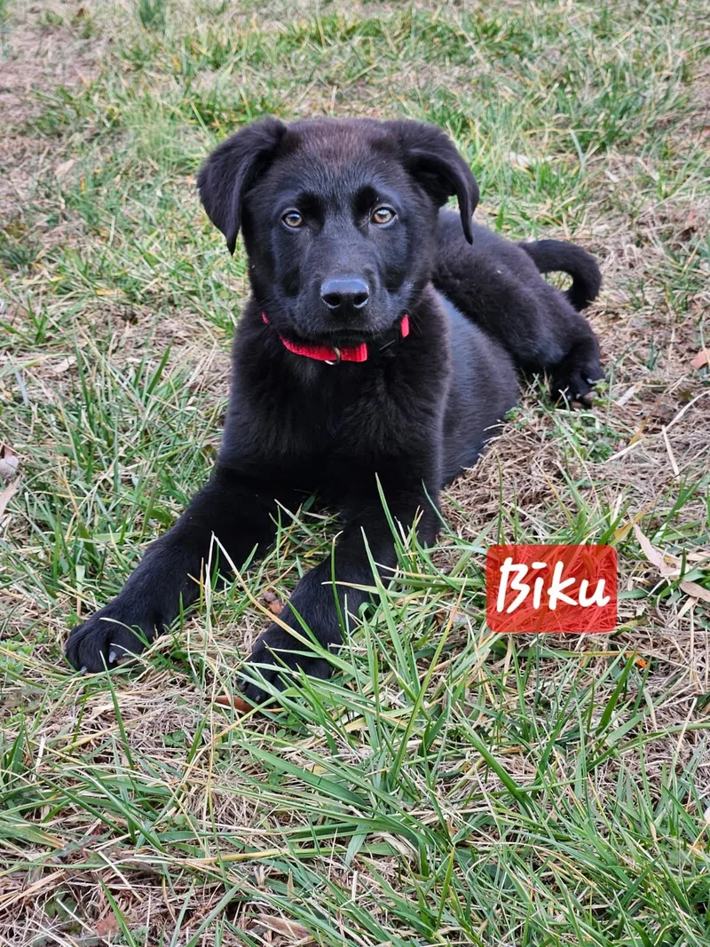 Biku