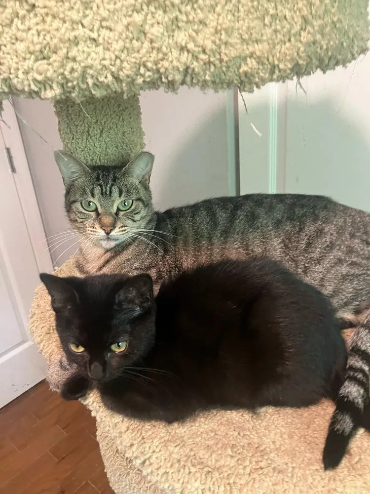 An adult medium-sized female Domestic Short Hair cat named Asteria for adoption in Orlando, FL
