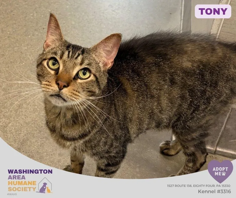 A senior large-sized male Tabby (Brown / Chocolate) Domestic Short Hair cat named Tony for adoption in Eighty Four, PA