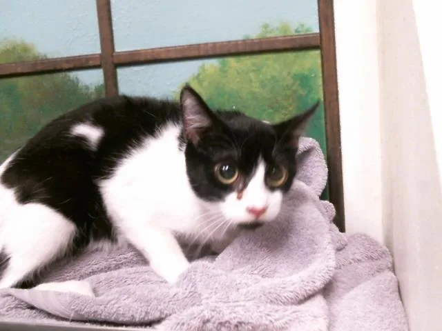 A young medium-sized female Domestic Short Hair cat named Lulu Dee for adoption in Houston, TX