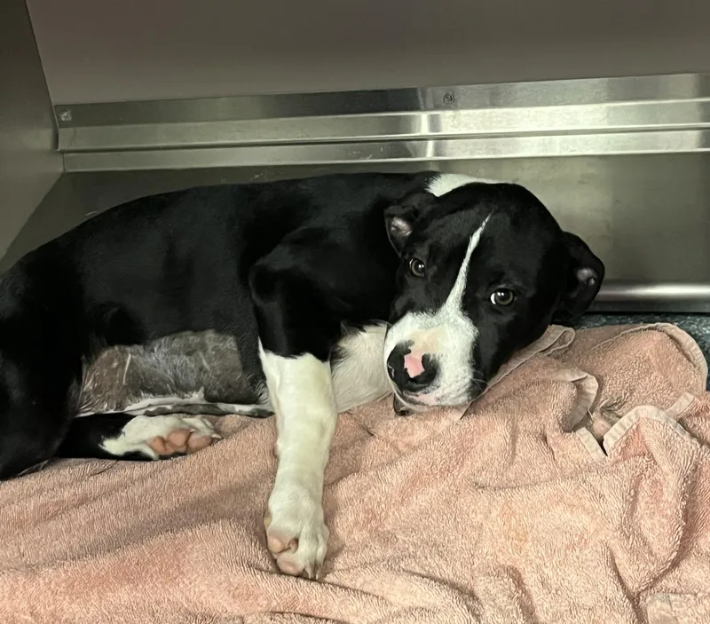 A young large-sized female Pit Bull Terrier dog named Checkers for adoption in Allen, TX