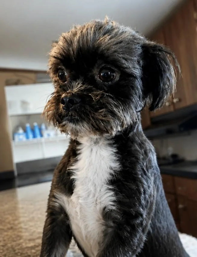 Coco Chanel thumbnail 3