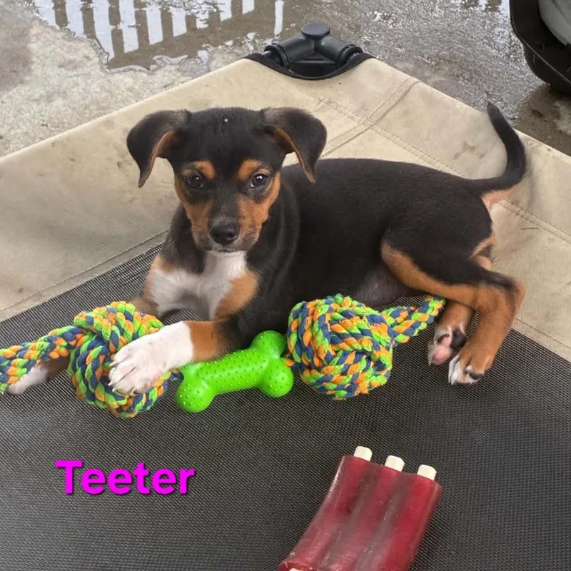 Teeter thumbnail 2