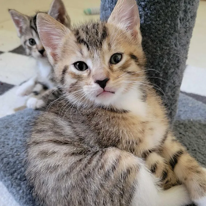 A baby small-sized male Brown / Chocolate Domestic Short Hair cat named Romance for adoption in Valdosta , GA