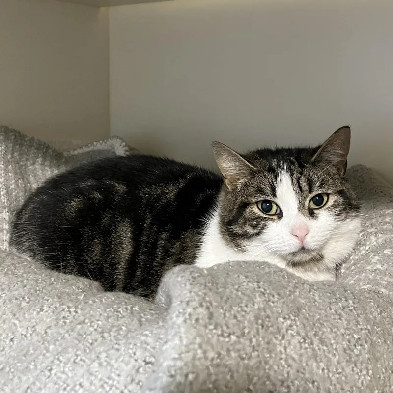 An adult large-sized female Tabby (Brown / Chocolate) Domestic Short Hair cat named Thea for adoption in Victor, NY