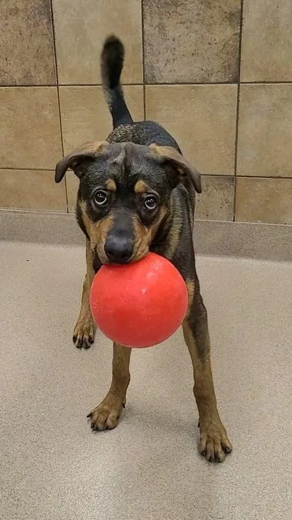 An adult large-sized male Rottweiler dog named Chip for adoption in Phoenix, AZ
