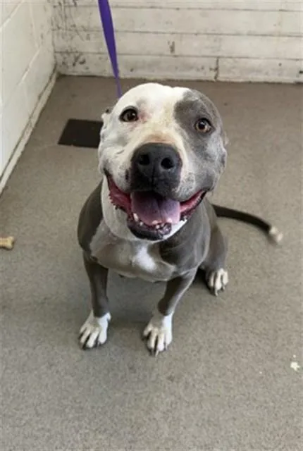 A young large-sized female Pit Bull Terrier dog named Adalie for adoption in San Bernardino, CA