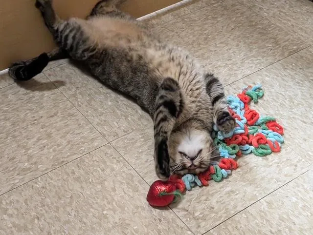 A young medium-sized male Tabby (Brown / Chocolate) Domestic Short Hair cat named Sugar for adoption in Barrington Hills, IL