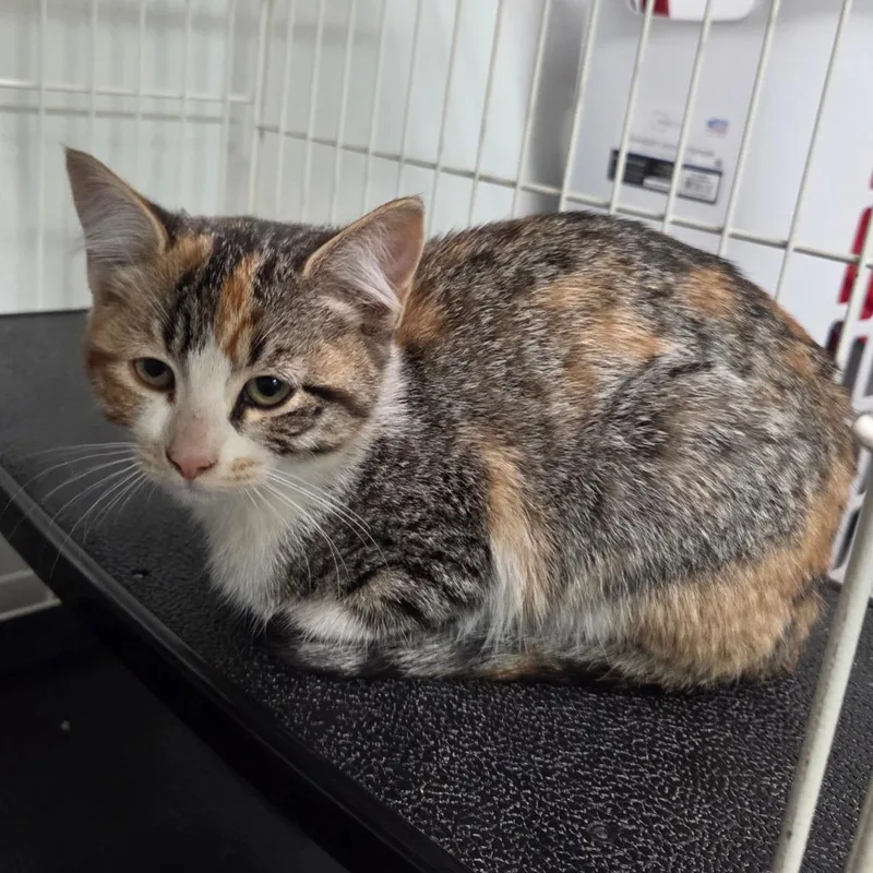A baby small-sized female Calico Domestic Short Hair cat named Penny for adoption in Priest River, ID