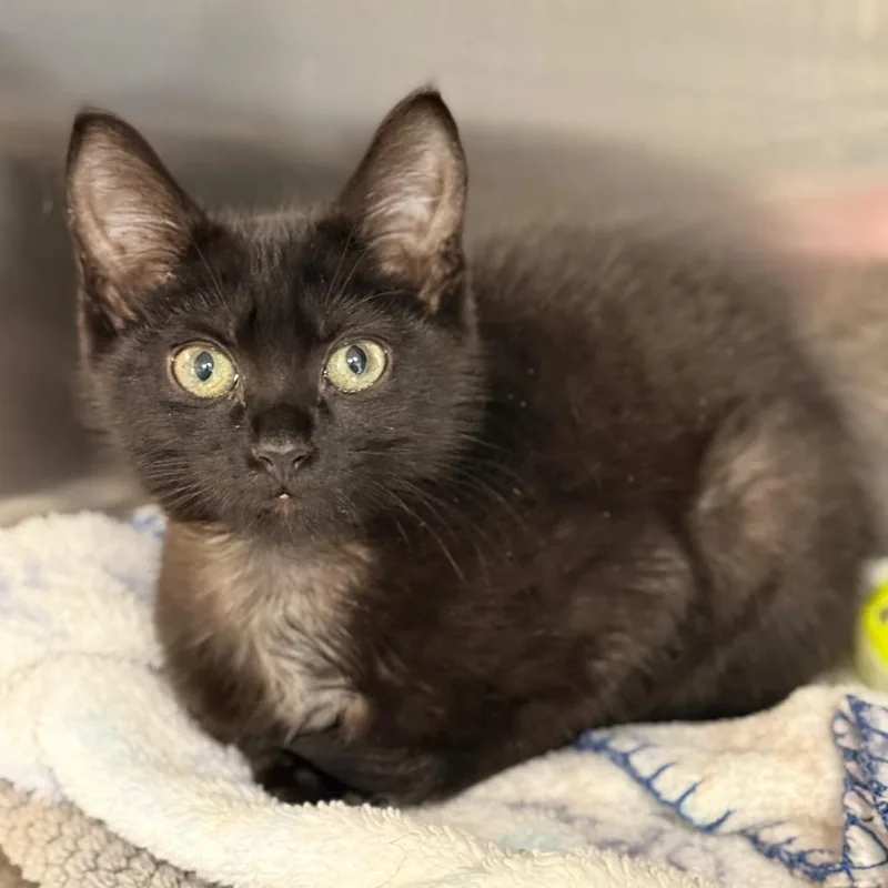 A baby small-sized female Domestic Short Hair cat named Soot for adoption in Cumming, GA