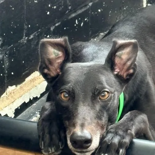 An adult large-sized male Greyhound dog named Daring Rambo for adoption in North Port, FL