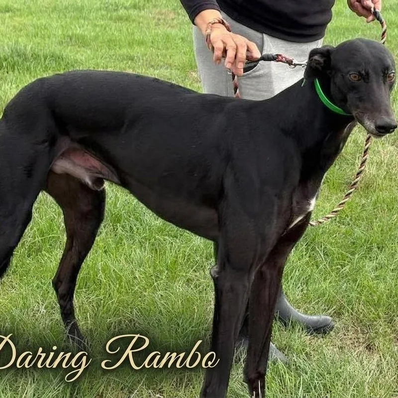 Daring Rambo thumbnail 2