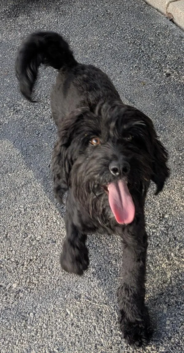 A young medium-sized male Labradoodle dog named Vuitton for adoption in Osage Beach, MO