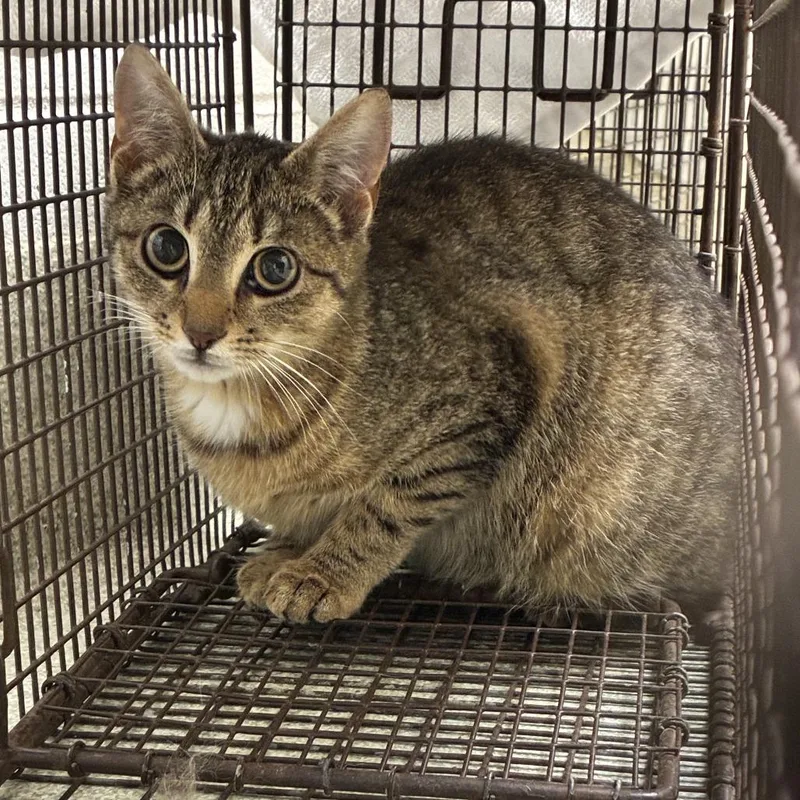 A young small-sized female Brown / Chocolate Domestic Short Hair cat named Clarice Starling for adoption in Windsor, VA