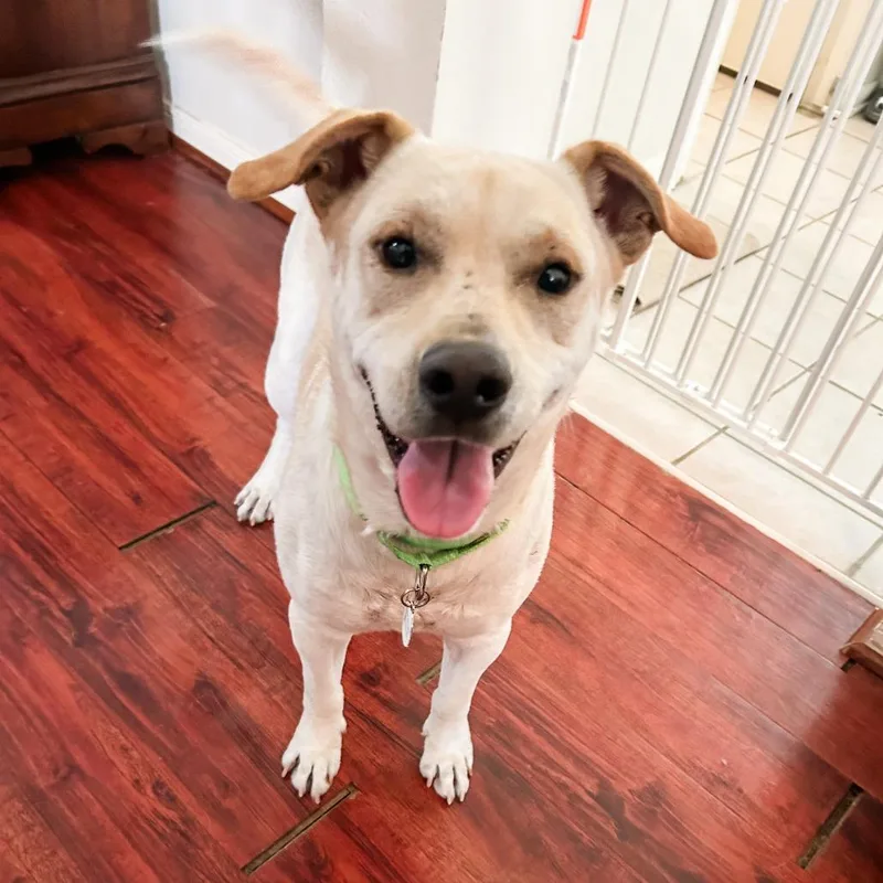Tamale thumbnail 3