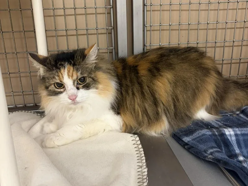 A senior medium-sized female Calico Domestic Long Hair cat named Amaryllis for adoption in Maryville, MO