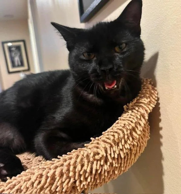 A baby small-sized male Black & White / Tuxedo Domestic Short Hair cat named Pine for adoption in Chicago, IL