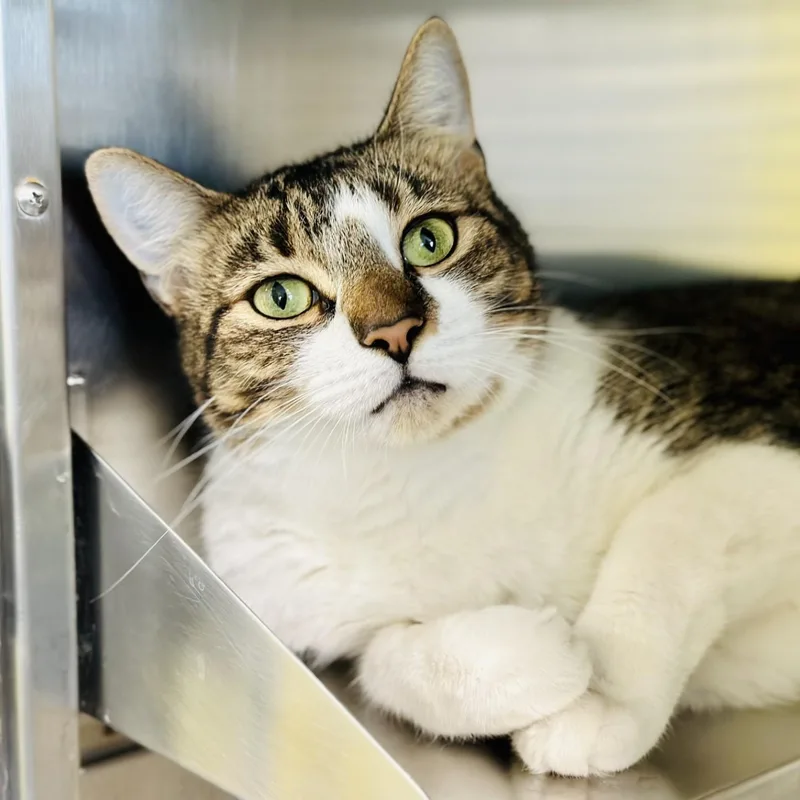 An adult medium-sized female Tabby (Brown / Chocolate) Domestic Short Hair cat named Queen Bee for adoption in Jackson, NJ