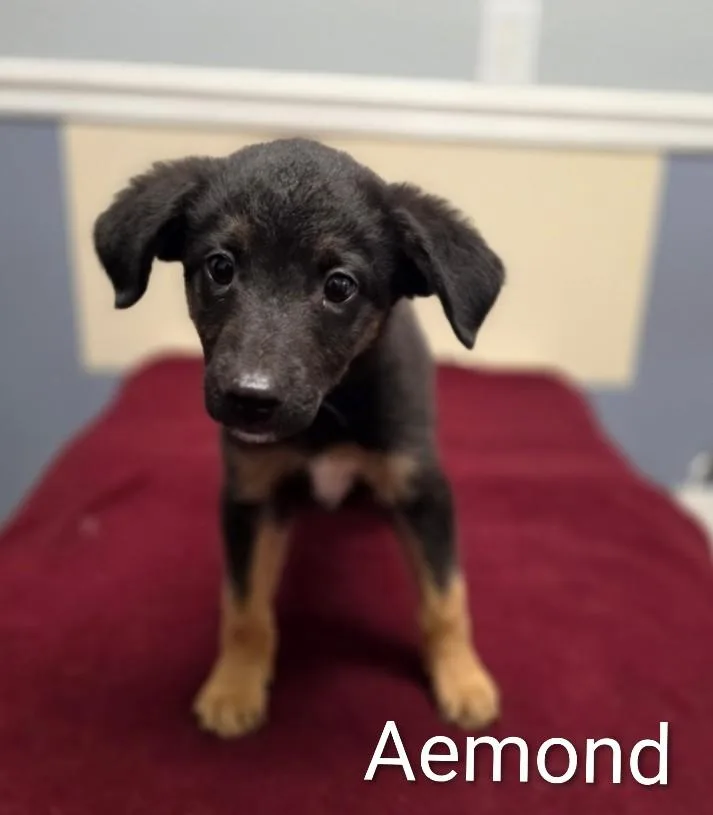 Aemond thumbnail 2