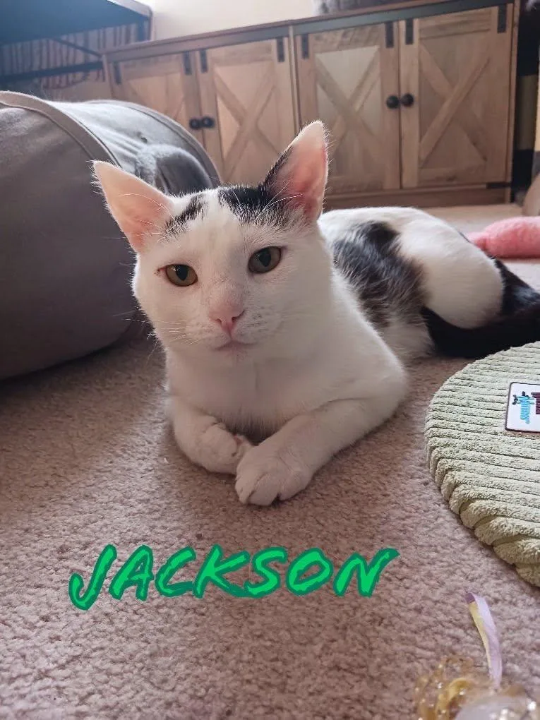 An adult medium-sized male Domestic Short Hair cat named Jackson for adoption in Eugene, OR