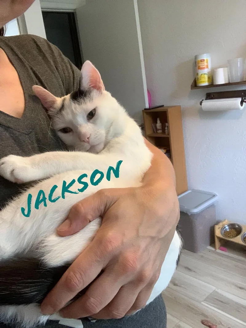 Jackson thumbnail 2