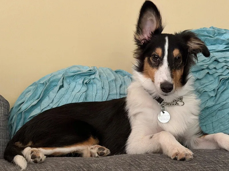 A baby medium-sized male Shetland Sheepdog / Sheltie dog named Linus for adoption in Mission, KS