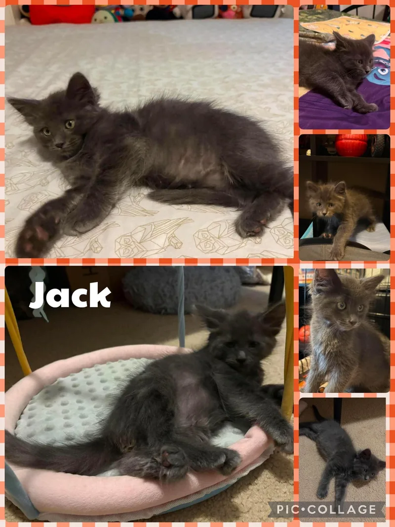A baby small-sized male Gray & White Domestic Short Hair cat named Jack for adoption in Newberg, OR