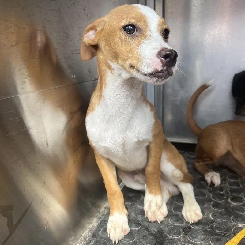 A young small-sized male Brown / Chocolate Chihuahua dog named Cashew for adoption in Edinburg, TX
