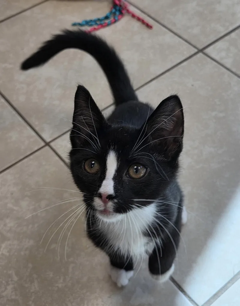 A young medium-sized male Black & White / Tuxedo Domestic Short Hair cat named Fundip for adoption in Satellite Beach, FL