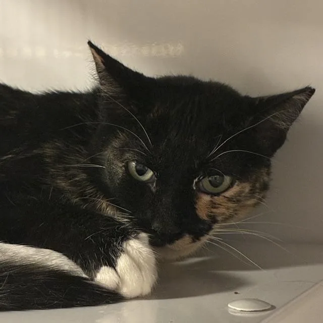 An adult medium-sized female Domestic Short Hair cat named Mimi for adoption in Santa Fe, NM