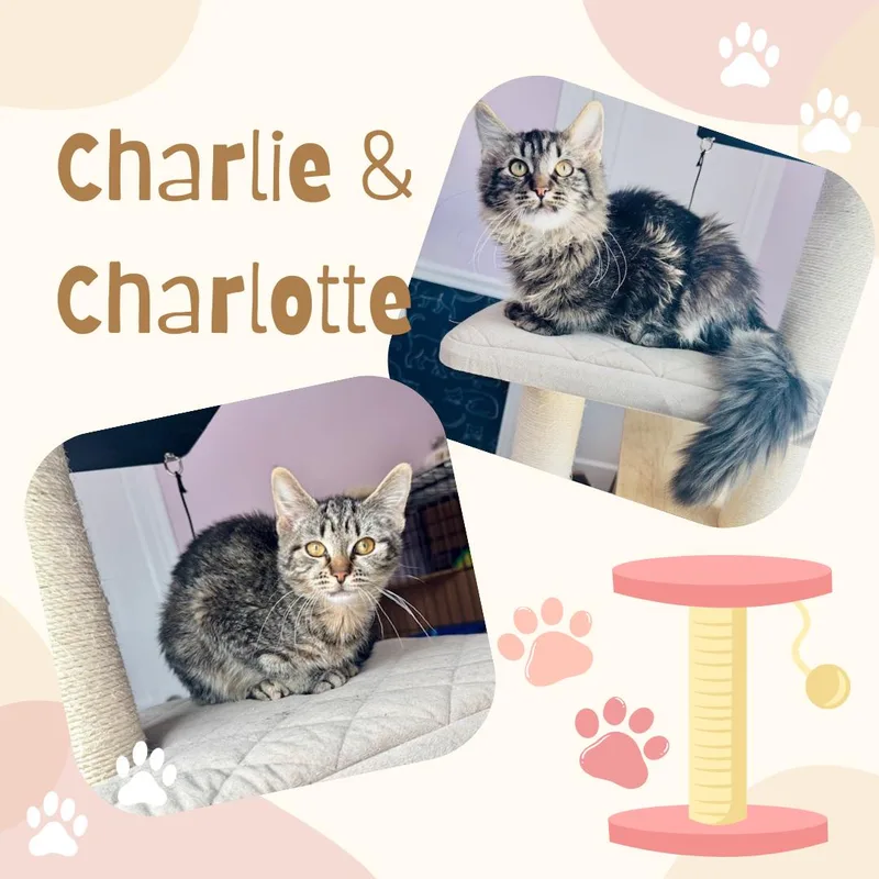 Charlie & Charlotte thumbnail 2