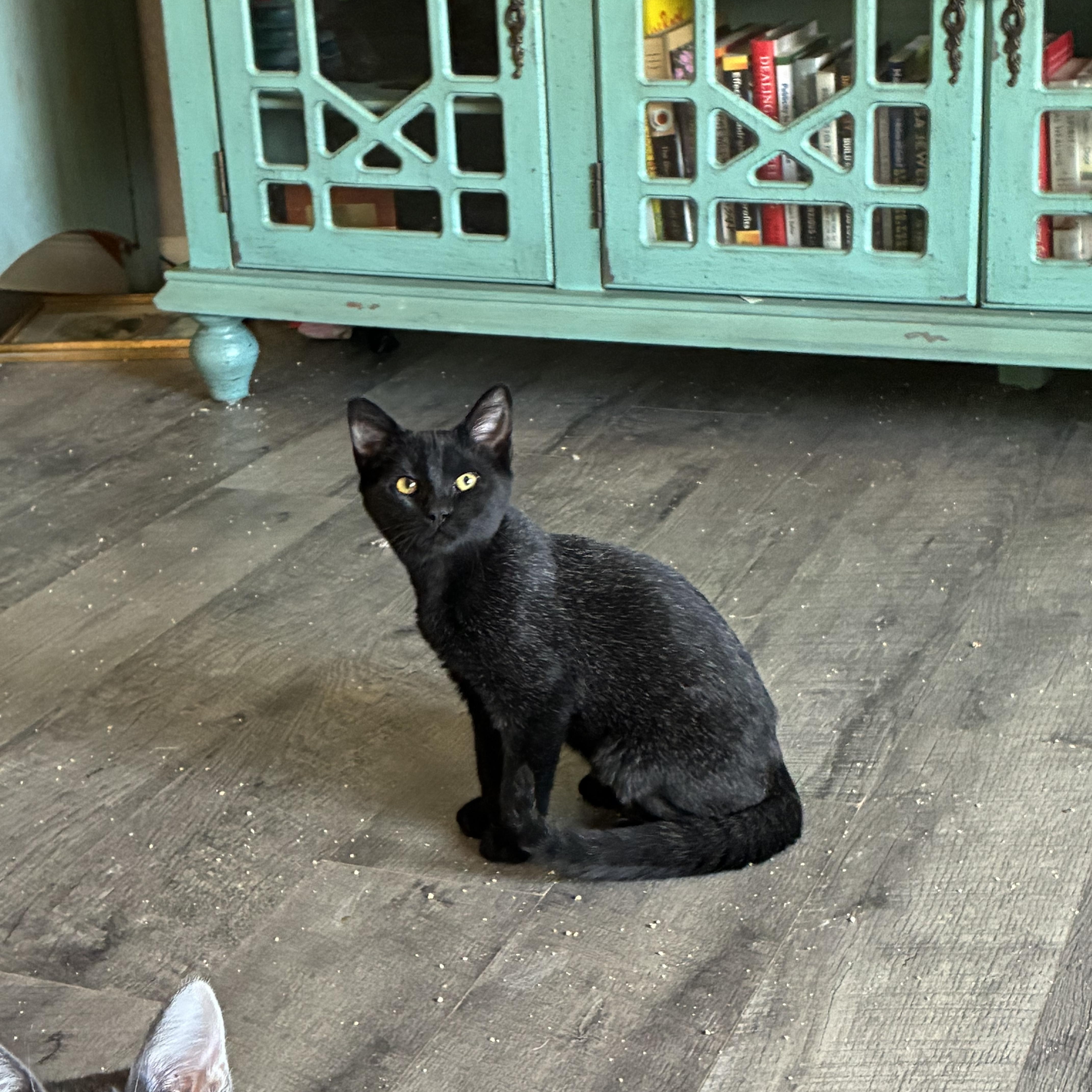 A baby small-sized male Domestic Short Hair cat named Santiago for adoption in queen creek, AZ