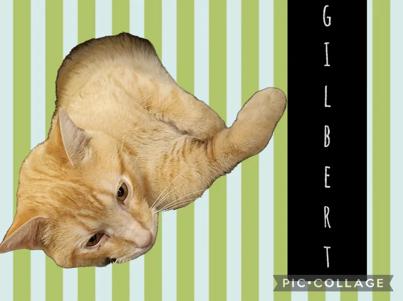 A young medium-sized male Domestic Short Hair cat named Gilbert for adoption in Muncie, IN
