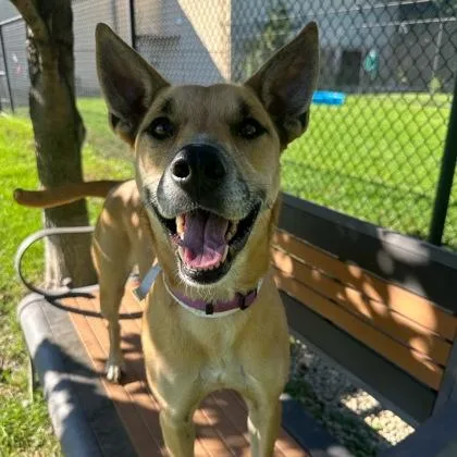 An adult medium-sized male Yellow / Tan / Blond / Fawn Mixed Breed dog named Zoom for adoption in Dubuque, IA