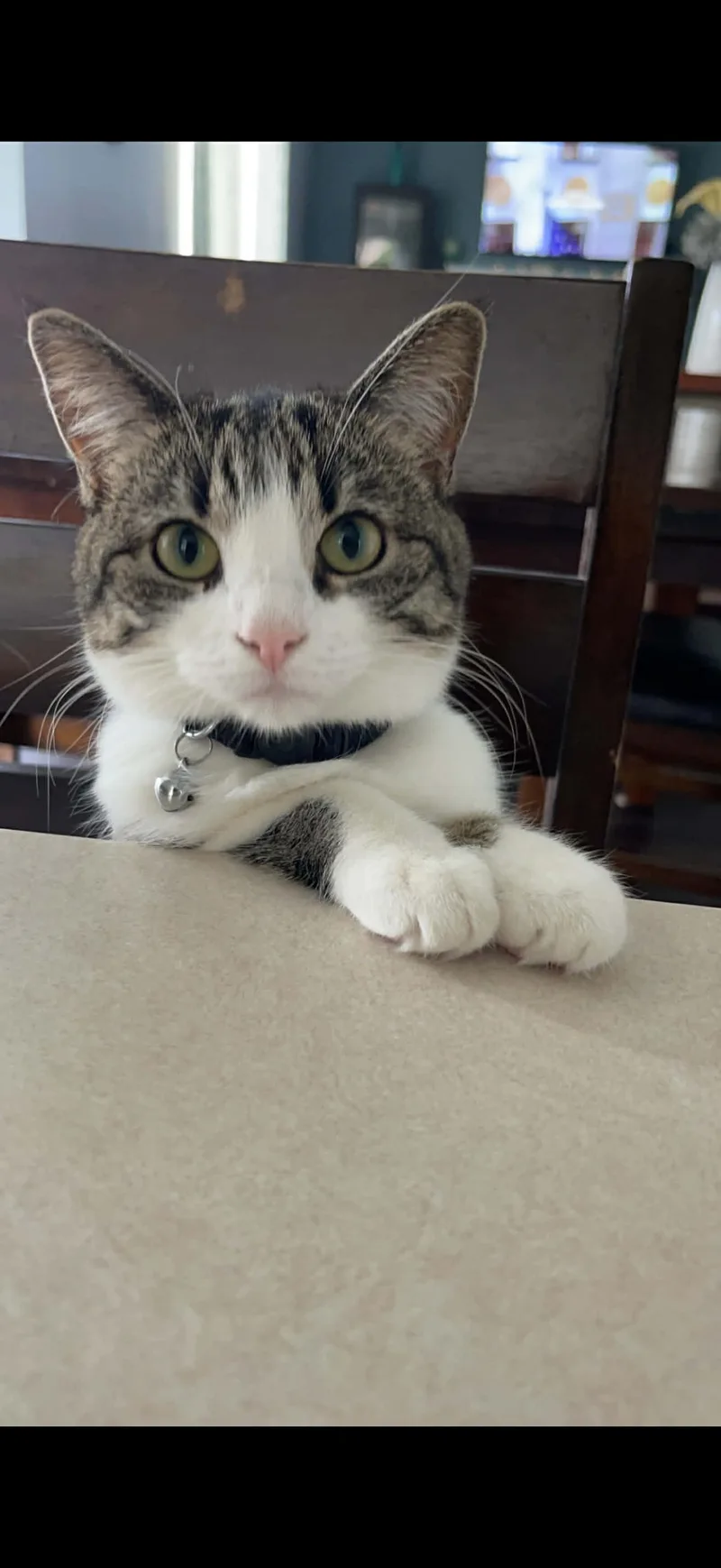 An adult medium-sized female Blue Cream Domestic Short Hair cat named Margot for adoption in Wheeling, IL