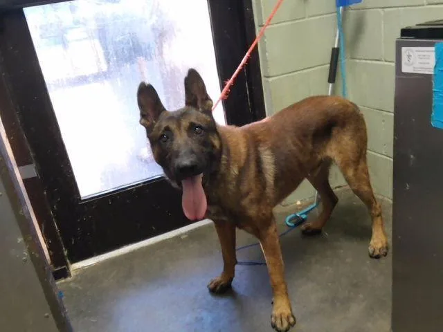 An adult large-sized male Belgian Shepherd / Malinois dog named Pistachio for adoption in Tulsa, OK