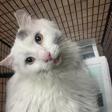 An adult extra large-sized male White Domestic Medium Hair cat named Gob Bluth for adoption in Austin, TX