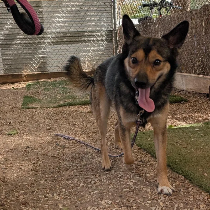An adult medium-sized male Cattle Dog dog named Cleetus for adoption in Austin, TX
