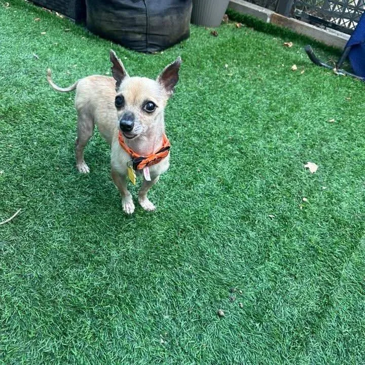 A senior small-sized male Yellow / Tan / Blond / Fawn Chihuahua dog named Chi Chi for adoption in Long Island City, NY