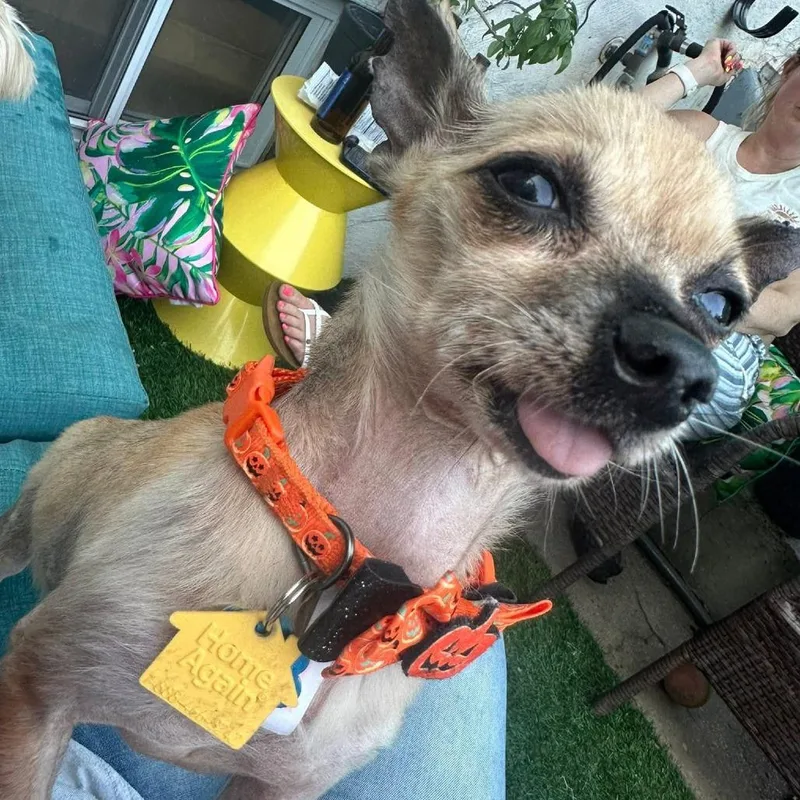 Chi Chi thumbnail 2