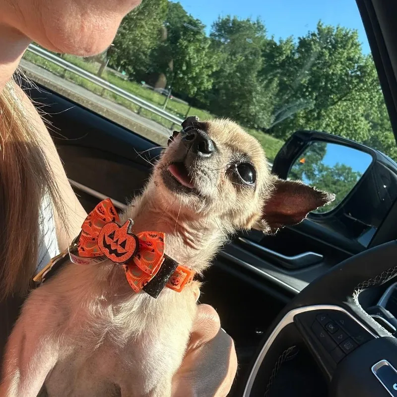 Chi Chi thumbnail 4