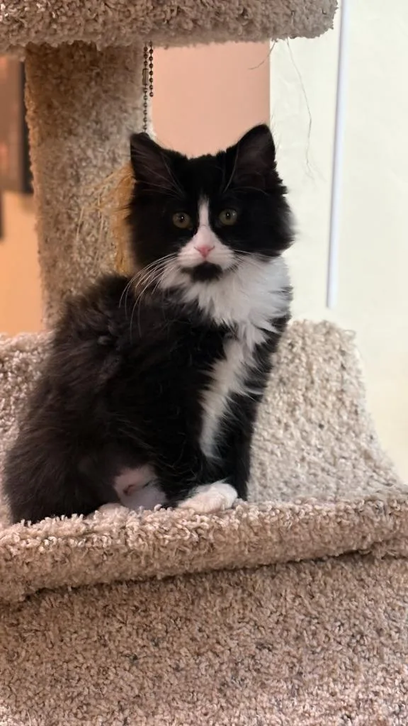 A baby medium-sized female Domestic Medium Hair cat named Briar for adoption in Salt Lake City, UT