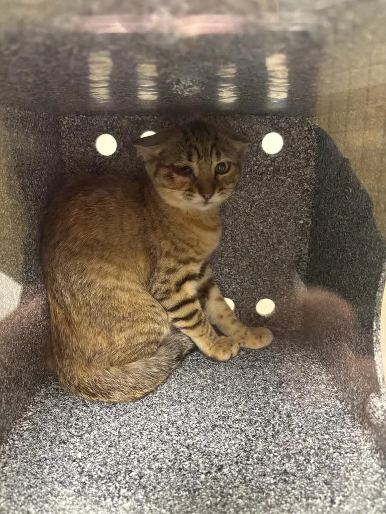 A baby large-sized female Domestic Short Hair cat named Tink for adoption in Greenfield, IN