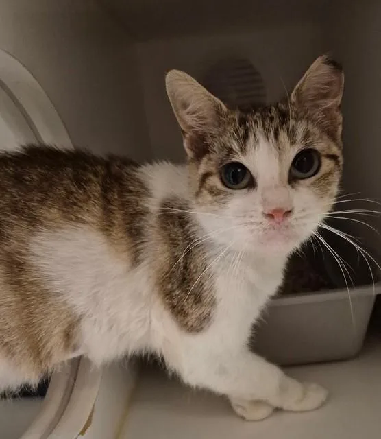 An adult small-sized female Domestic Short Hair cat named Lil Mama for adoption in Lodi, CA