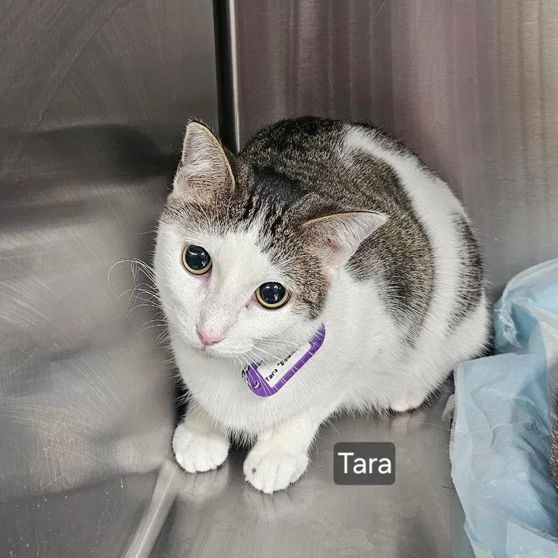Tara