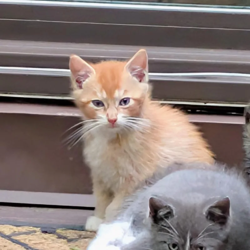 A baby small-sized male Orange / Red Domestic Short Hair cat named SCHUStray_ for adoption in Ringtown, PA