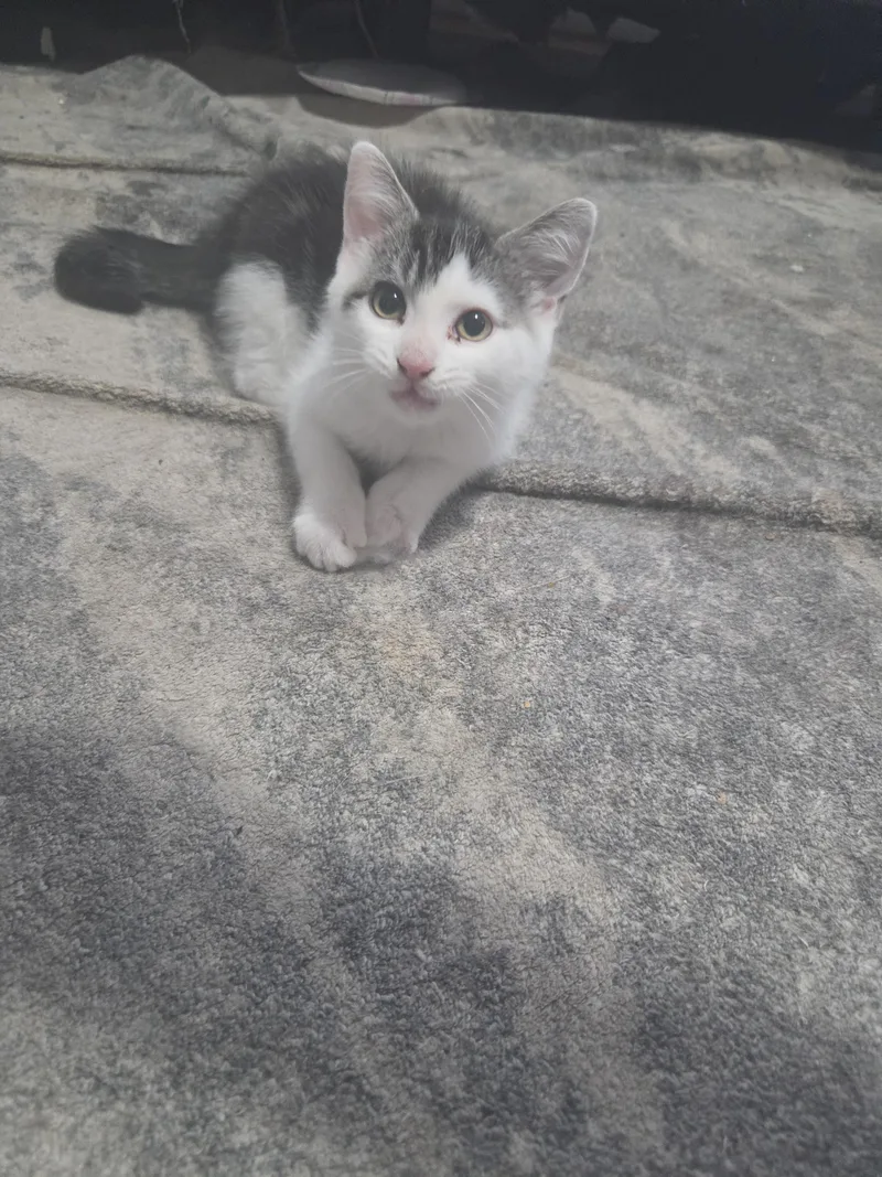 A baby medium-sized male Domestic Short Hair cat named Luigi for adoption in Melrose, MA