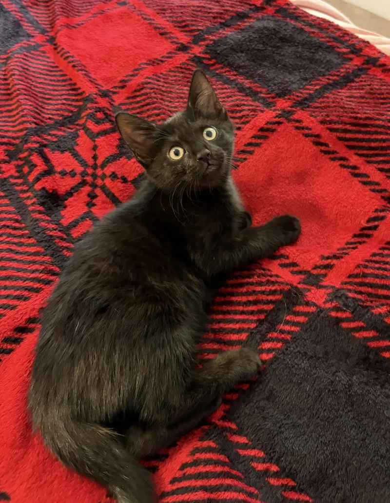 A baby medium-sized female Black Domestic Short Hair cat named Rory Gilmore for adoption in Kenhorst, PA