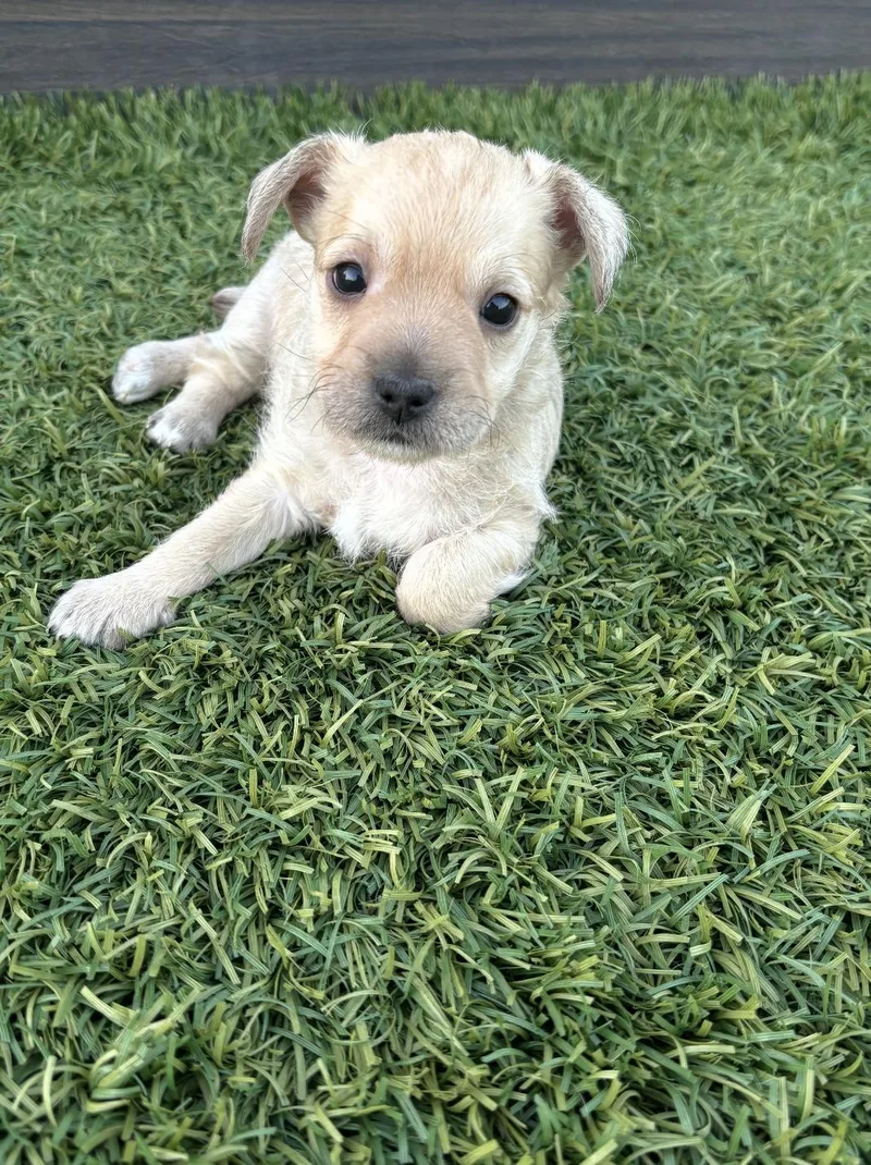 A baby small-sized female Terrier dog named Piper for adoption in Los Angeles, CA