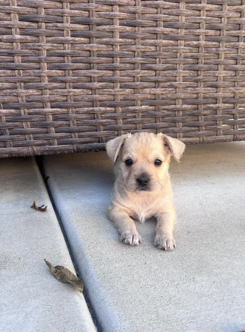 Piper thumbnail 2